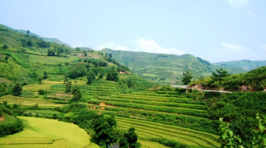 Green rice fields in Yen Minh, Ha Giang