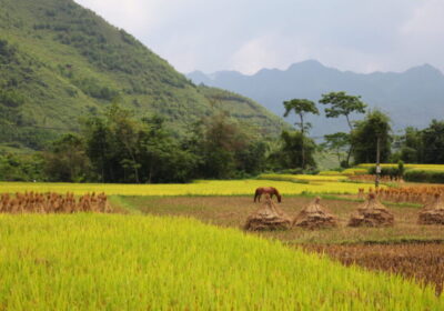 Rice fields in Quan Ba, Ha Giang
