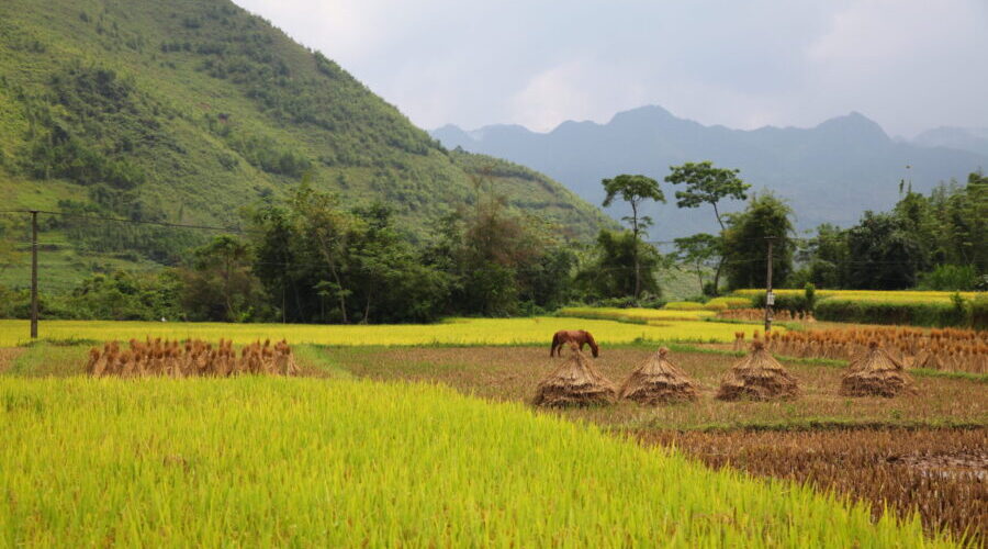 Rice fields in Quan Ba, Ha Giang