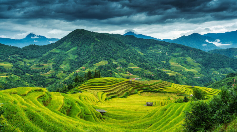 Lush rice field terraces with female villager in farmland on countryside