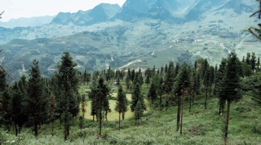 Yen Minh pine forest