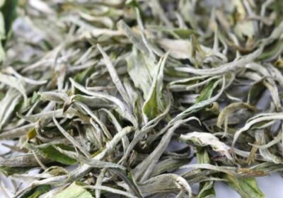 Snow shan tea