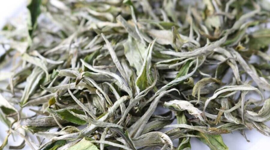 Snow shan tea