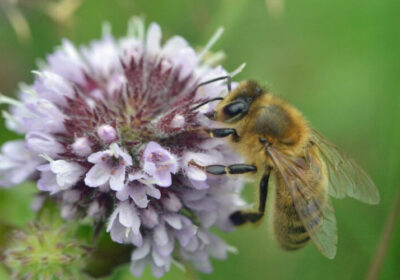 bee honey mint flower