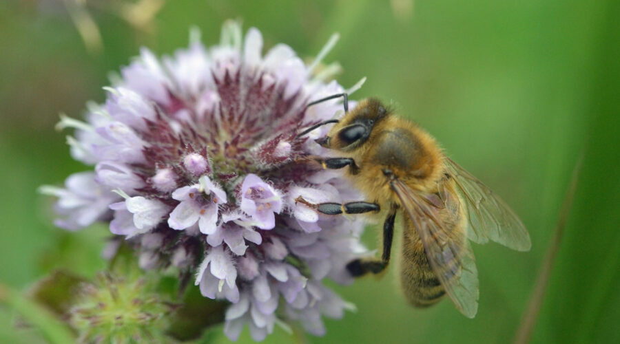 bee honey mint flower