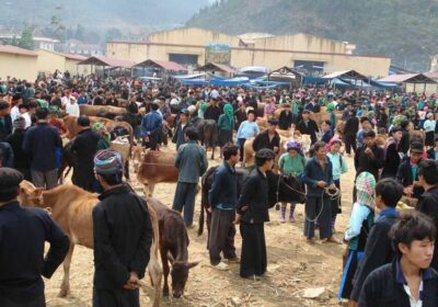 Cattle Market Meo Vac