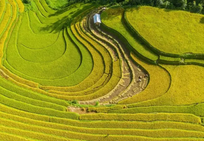 Ha Giang rice terraces